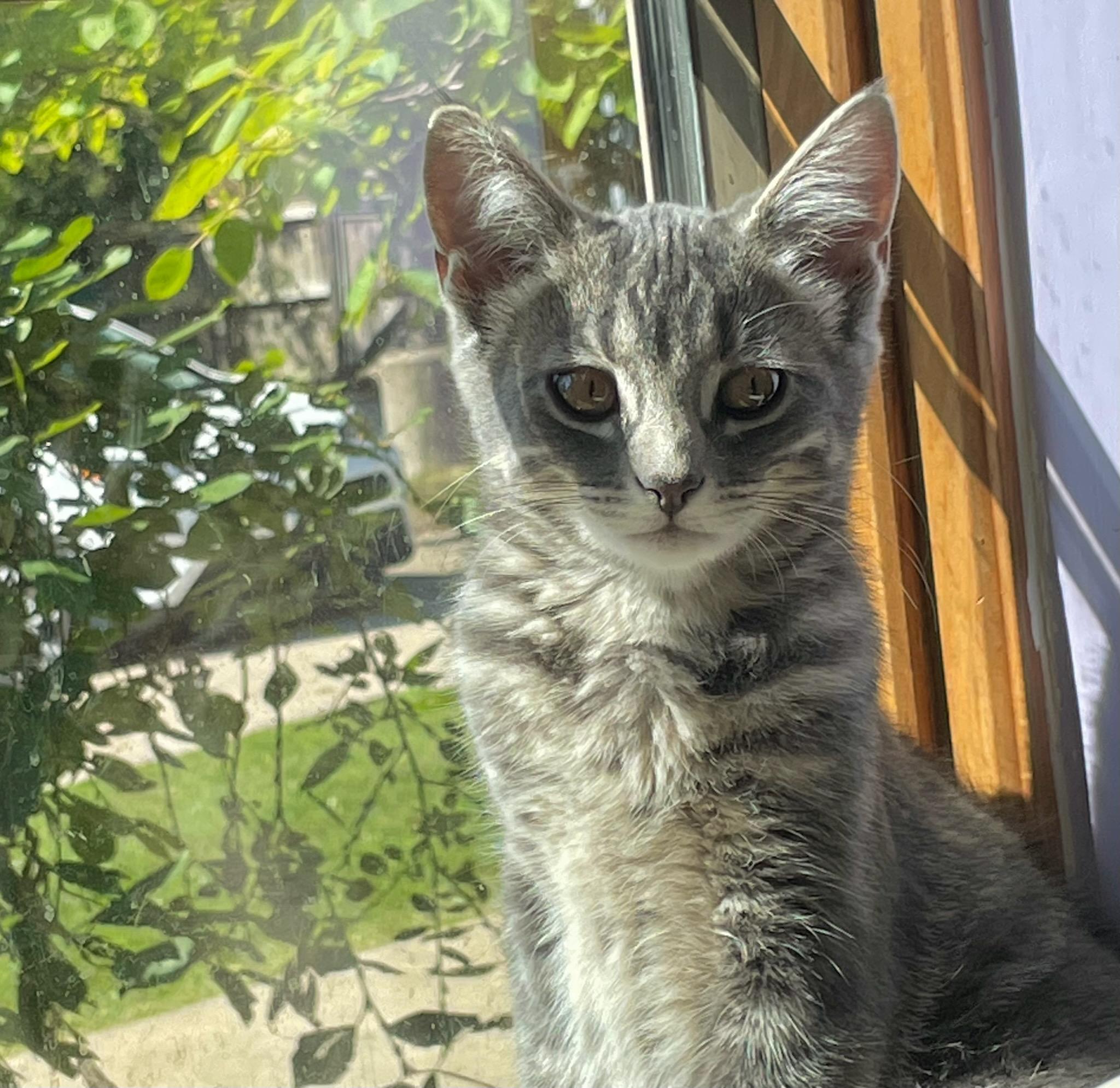 Stormie, adopted, Kitten Female Domestic Short Hair.