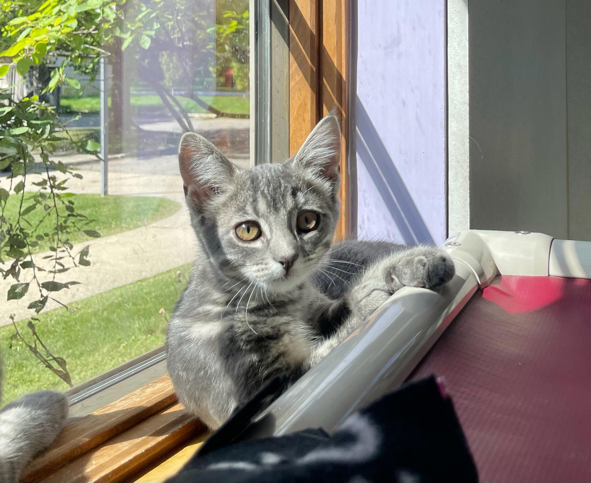 Enlarge Stormie, an adopted Domestic Short Hair in Ann Arbor, MI image 2/2