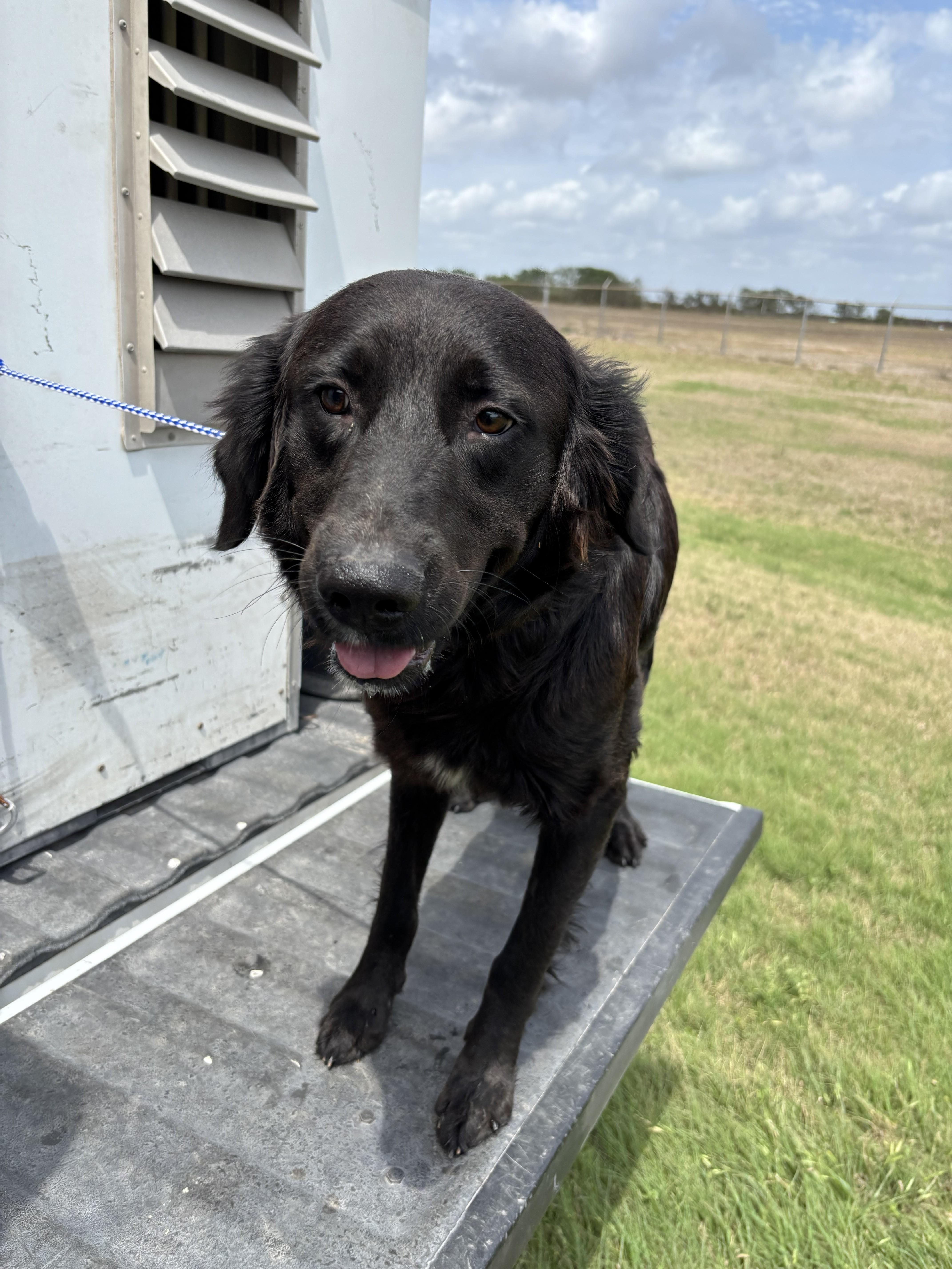 Phil - on hold while receiving treatment, ADOPTABLE, Adult Male Black Labrador Retriever.