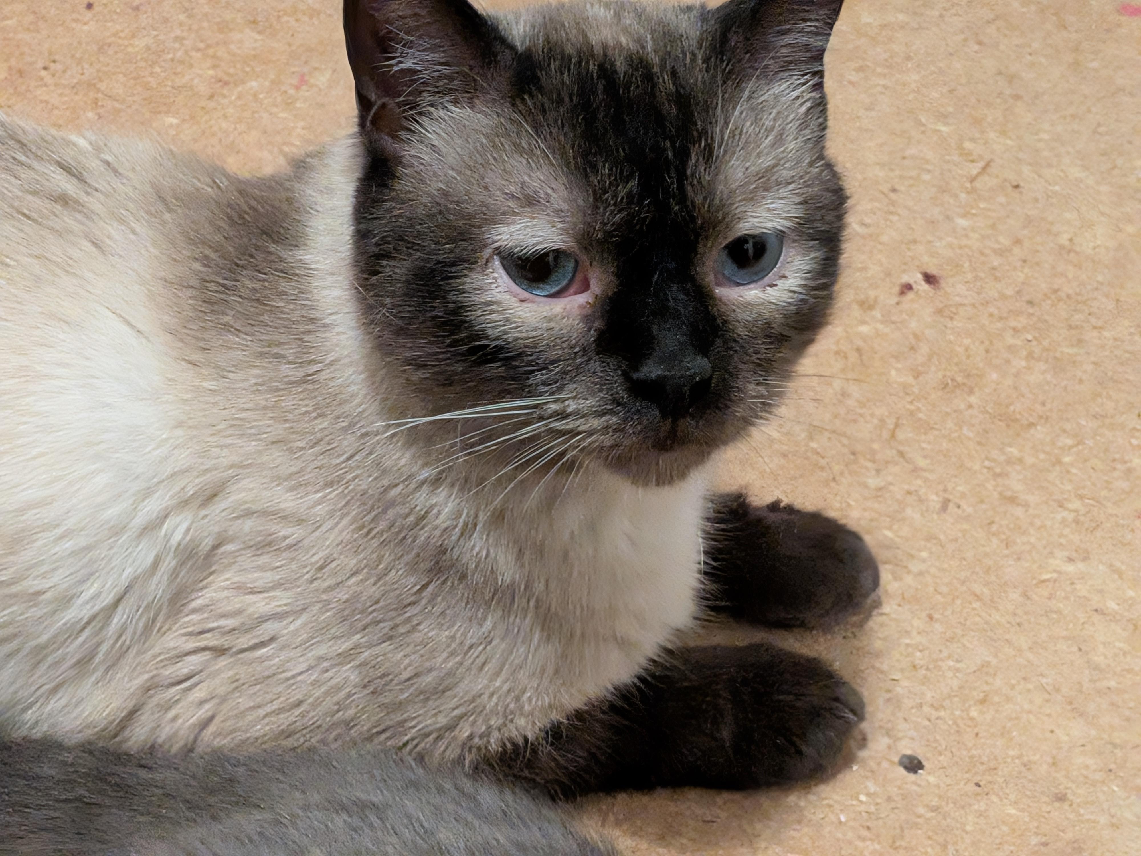 Enlarge Rudy, a Adopted Siamese in The Dalles, OR image 2/6