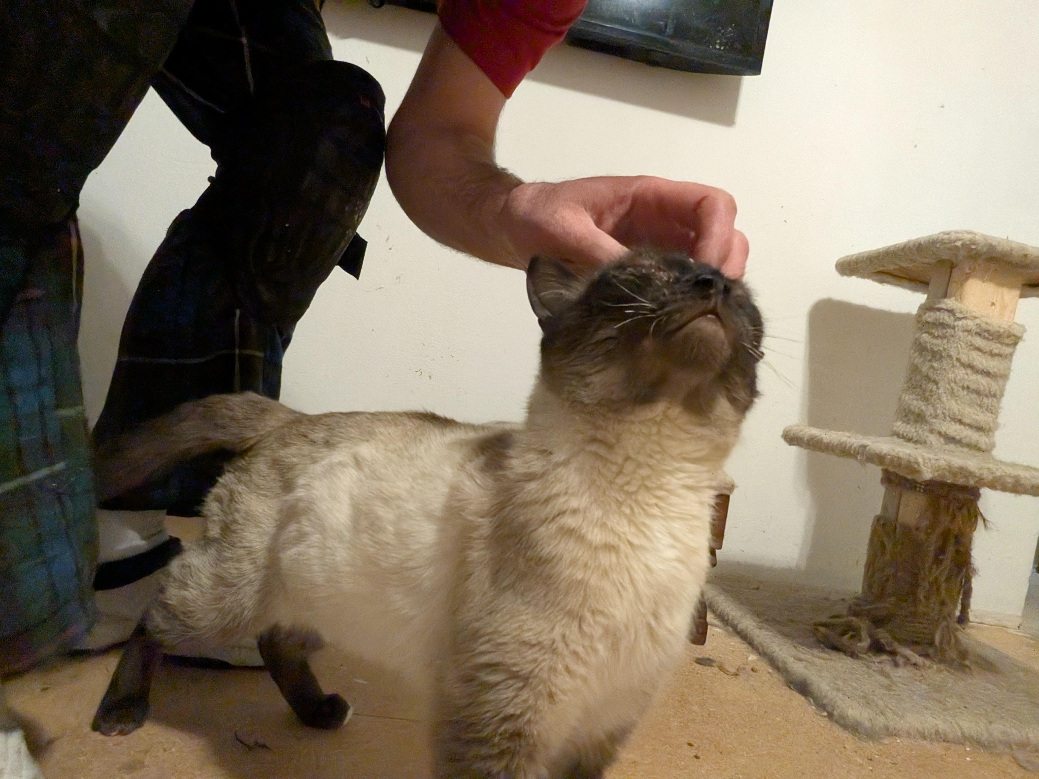 Enlarge Rudy, a Adopted Siamese in The Dalles, OR image 5/6