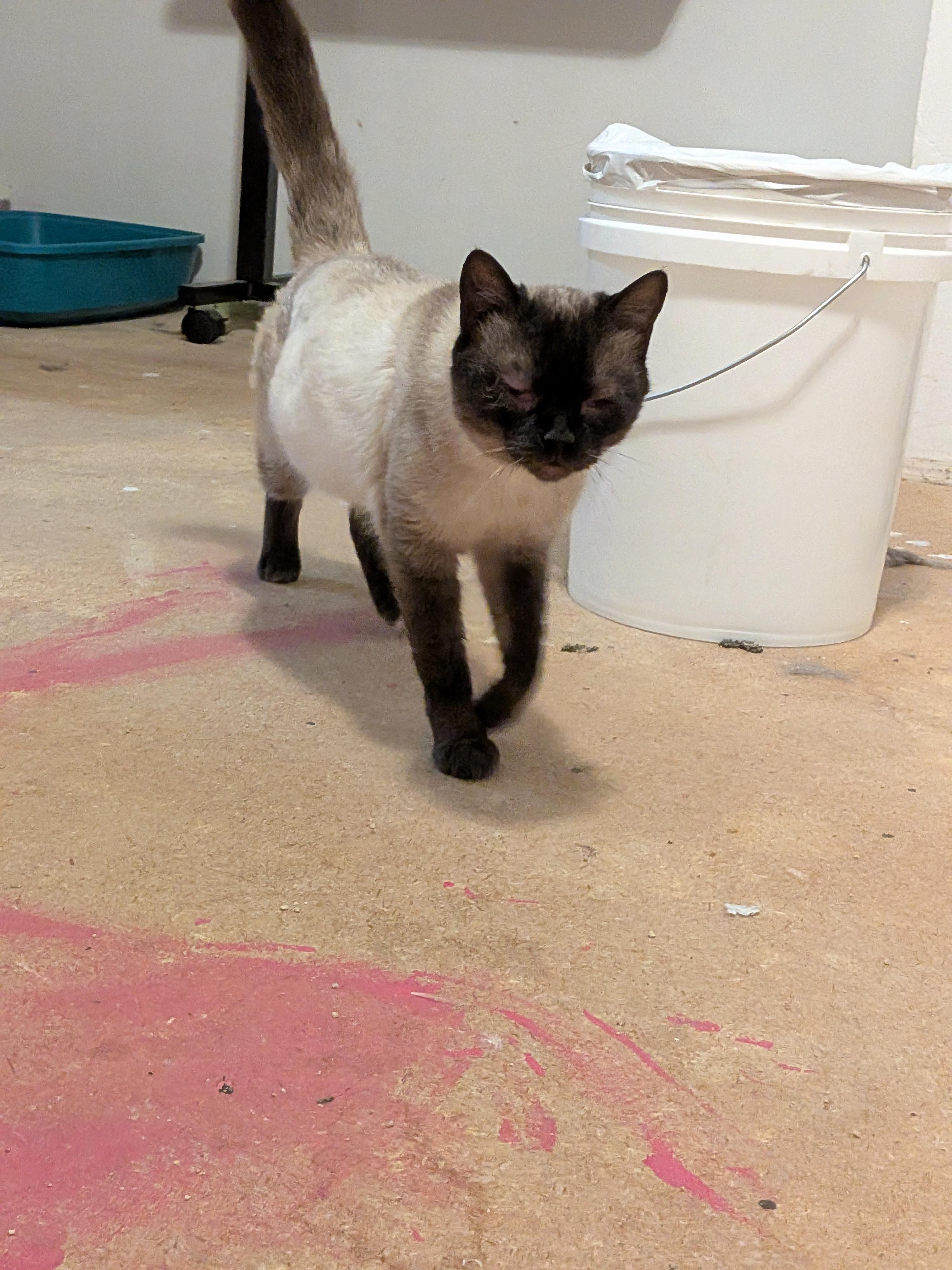 Enlarge Rudy, a Adopted Siamese in The Dalles, OR image 6/6