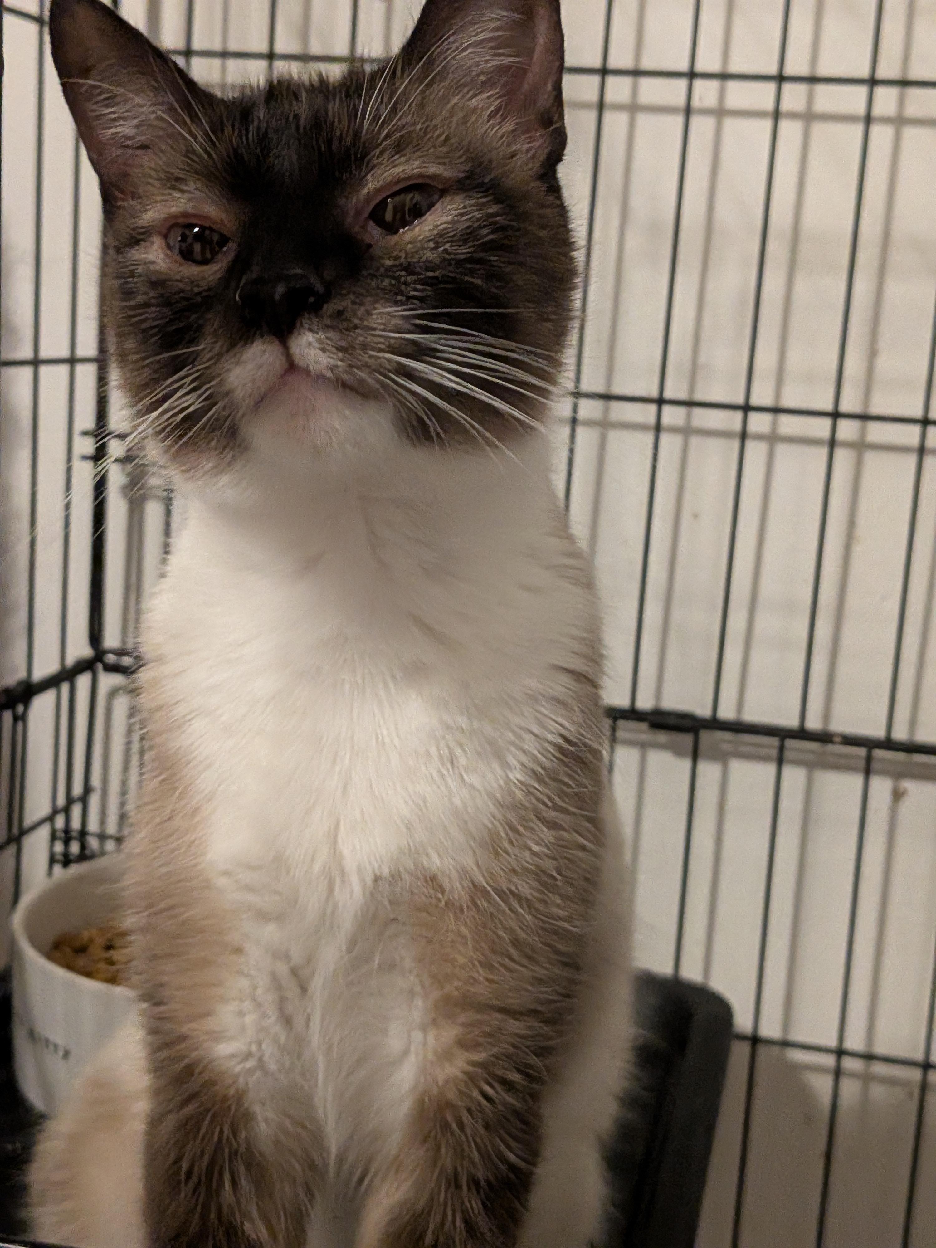 Enlarge Rudy, a Adopted Siamese in The Dalles, OR image 1/6