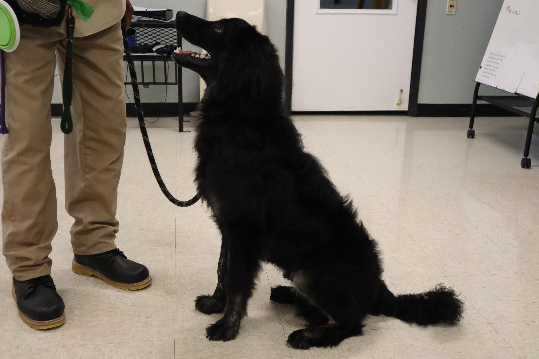 Enlarge Storm Shadow, a Adoptable mixed breed in Goshen, KY image 3/4