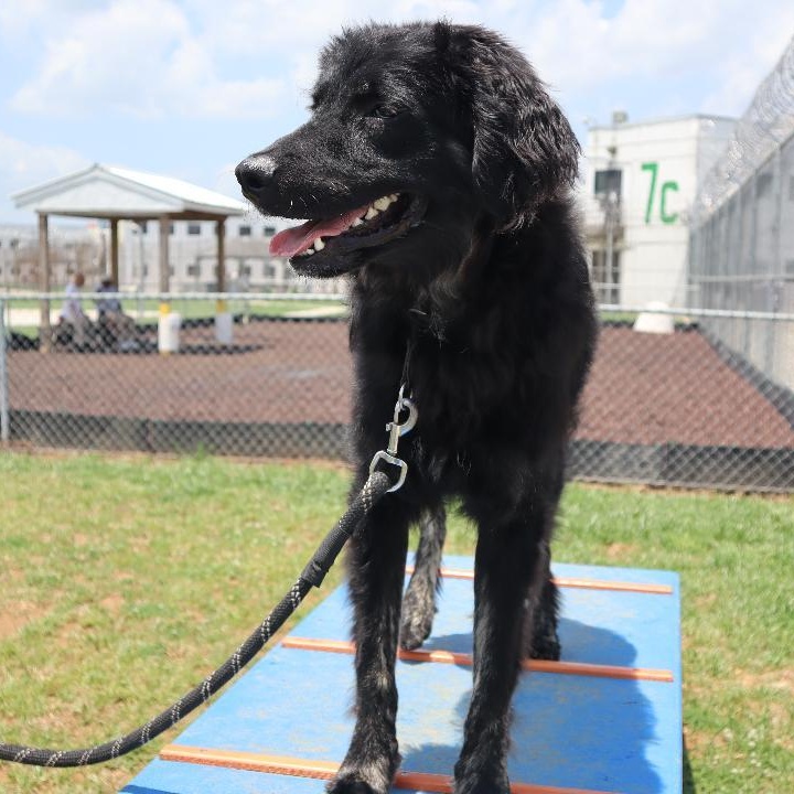Enlarge Storm Shadow, a Adoptable mixed breed in Goshen, KY image 4/4