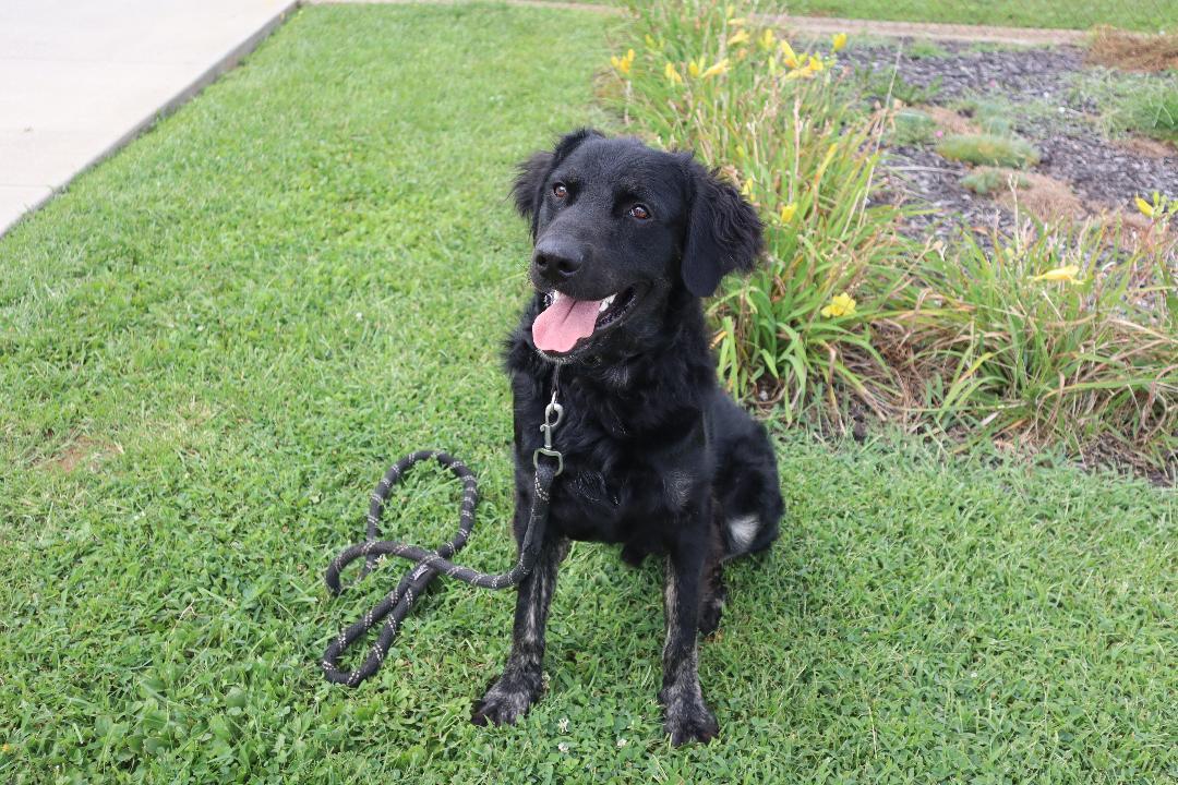 Enlarge Storm Shadow, a Adoptable mixed breed in Goshen, KY image 2/4