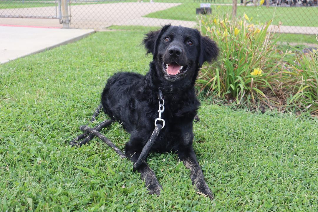 Storm Shadow, Adoptable, Young Male Labrador Retriever & Poodle.