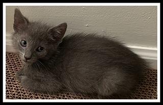 Enlarge ARTIE, a Adoptable Domestic Short Hair in Peoria, IL image 1/1