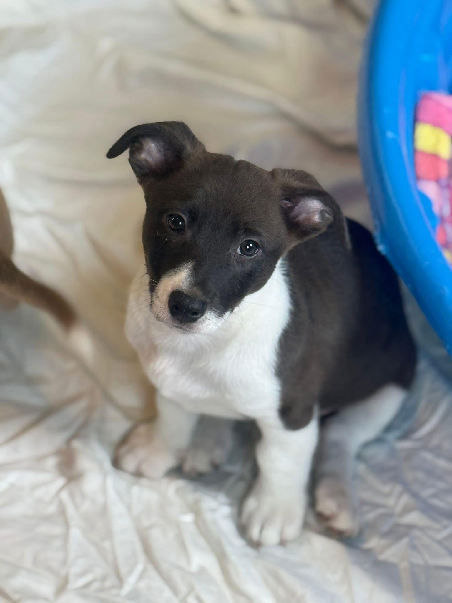 Piglet, Adopted, Puppy Male Chihuahua & Jack Russell Terrier.