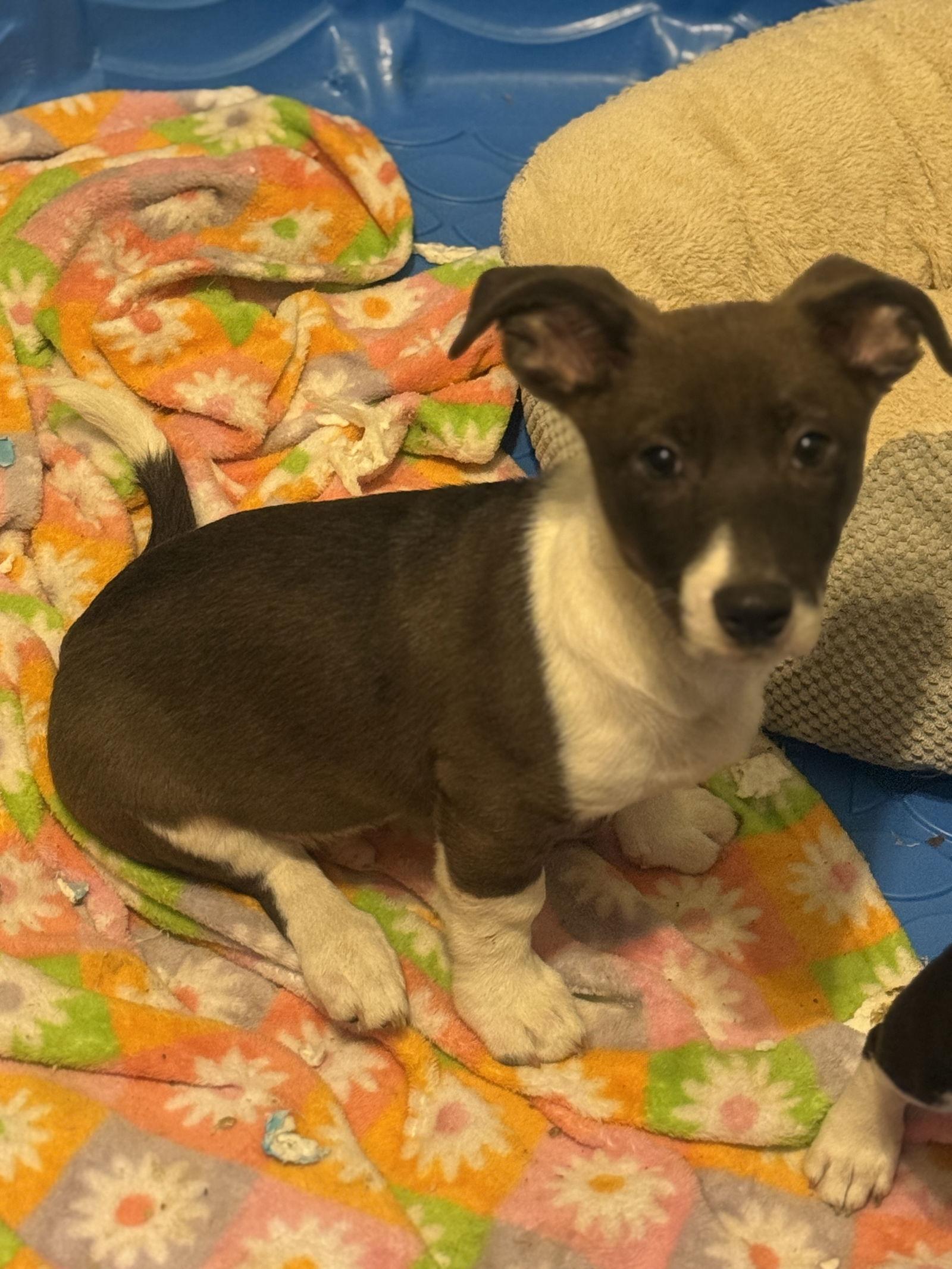 Enlarge Piglet, a Adopted mixed breed in Slidell, LA image 2/3
