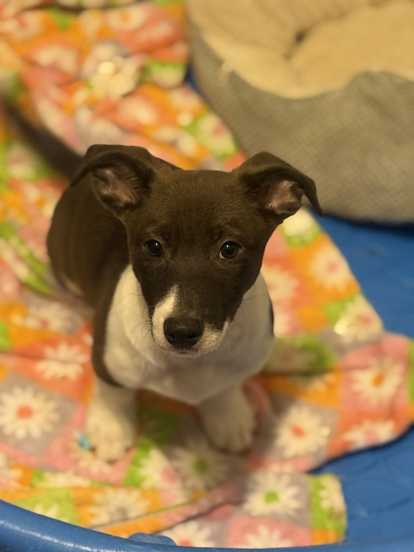 Enlarge Piglet, a Adopted mixed breed in Slidell, LA image 3/3