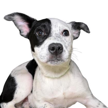 Cutie Patootie, Adoptable, Puppy Female Cattle Dog & Mixed Breed.