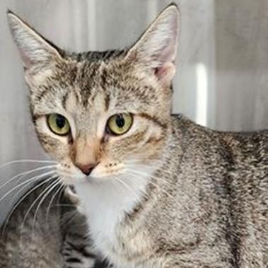 Mila, Adoptable, Adult Female Tabby.