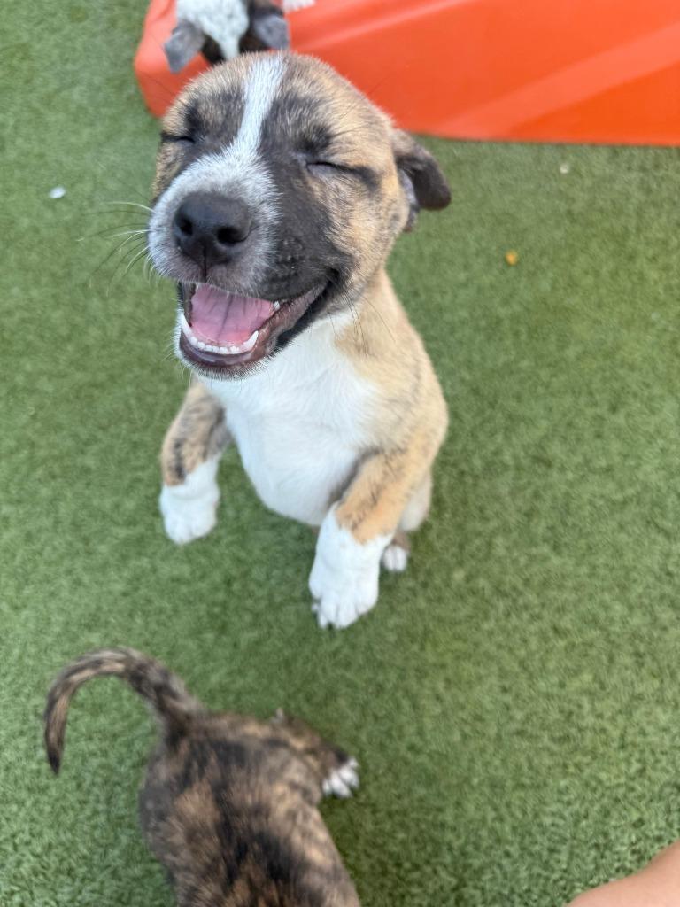 Jellyfish, Adoptable, Puppy Male Pit Bull Terrier & Cattle Dog.