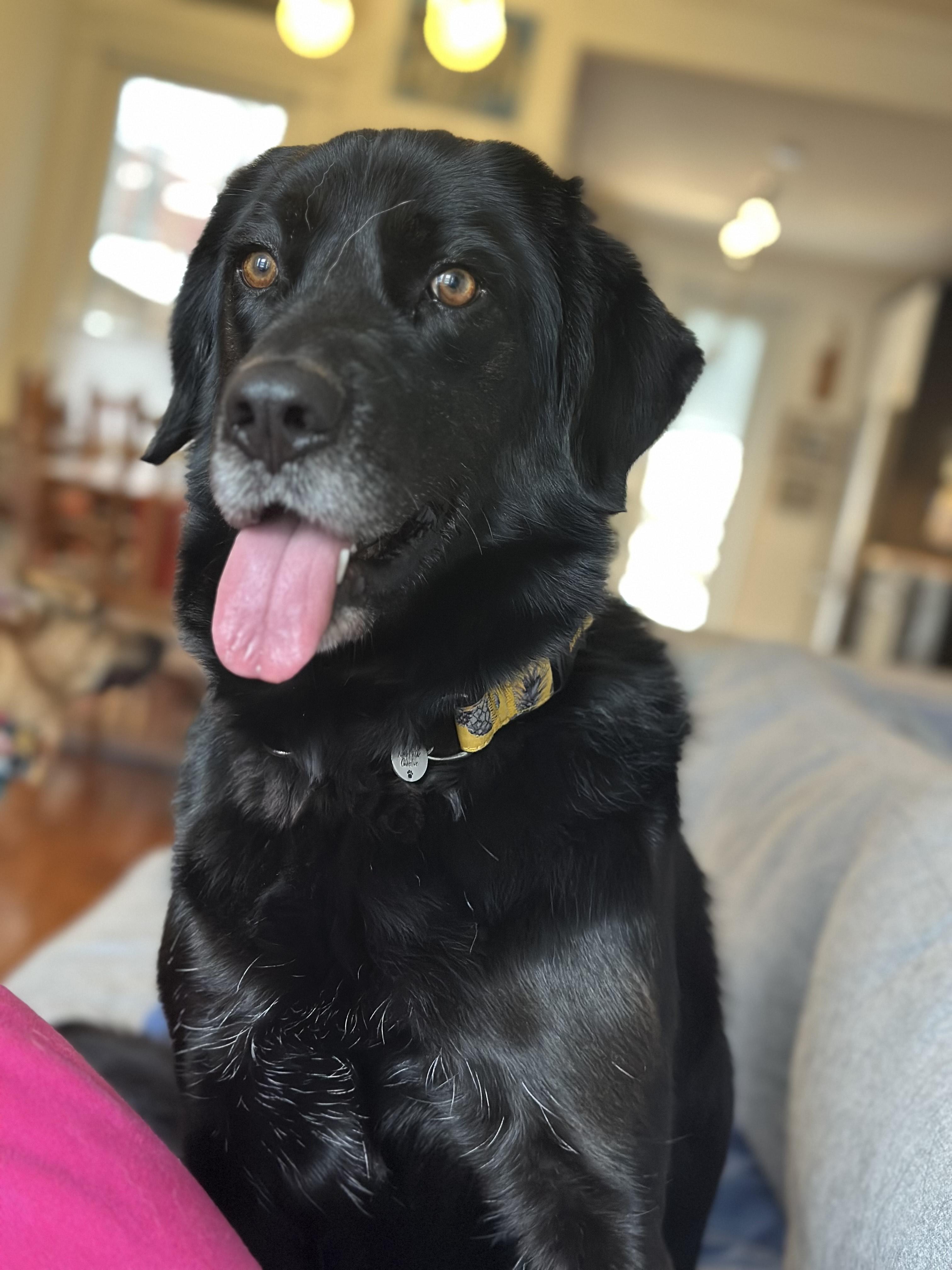 Miya, Adoptable, Young Female Black Labrador Retriever.