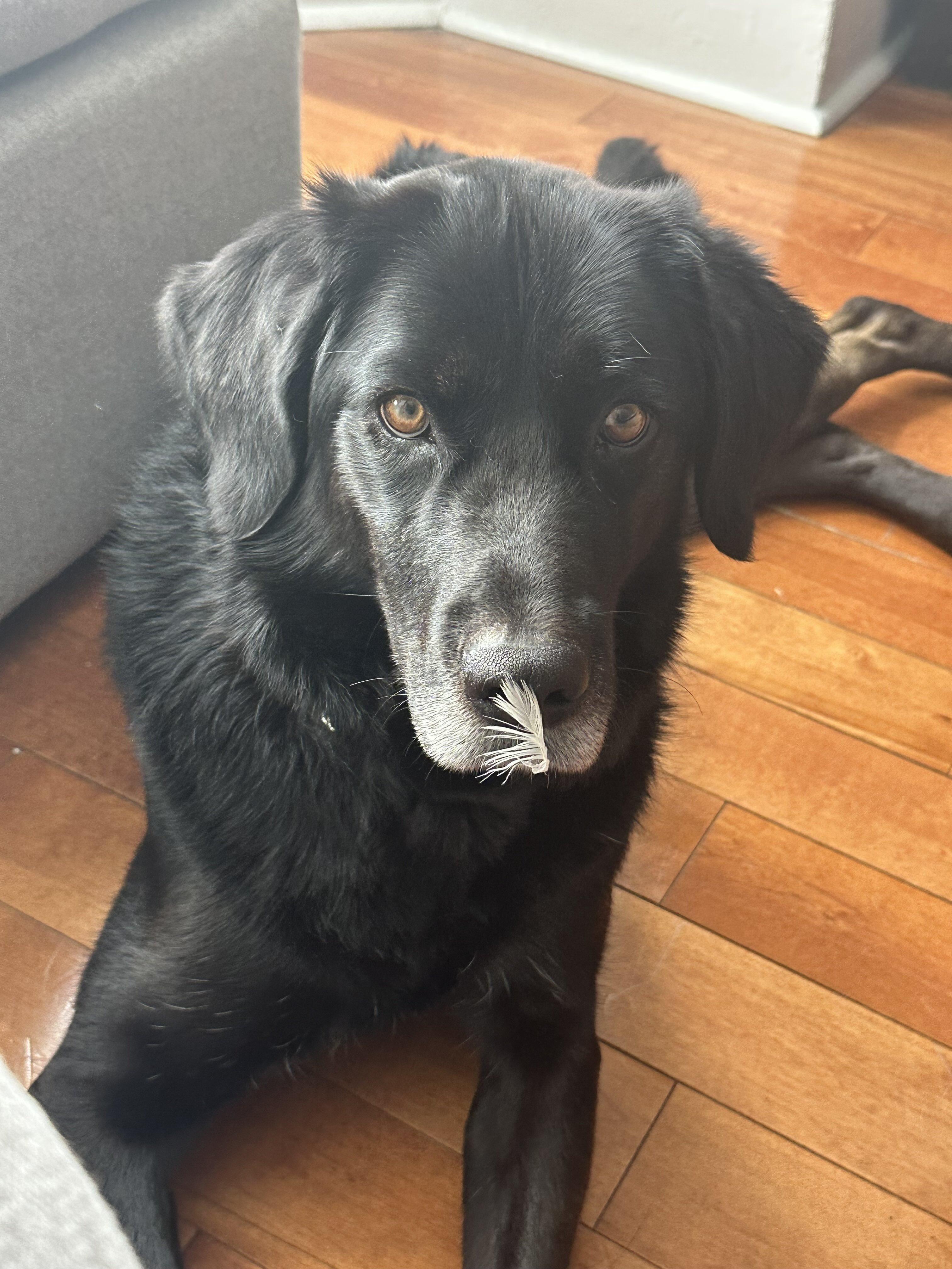 Enlarge Miya, an adopted mixed breed in Toronto, ON image 2/6