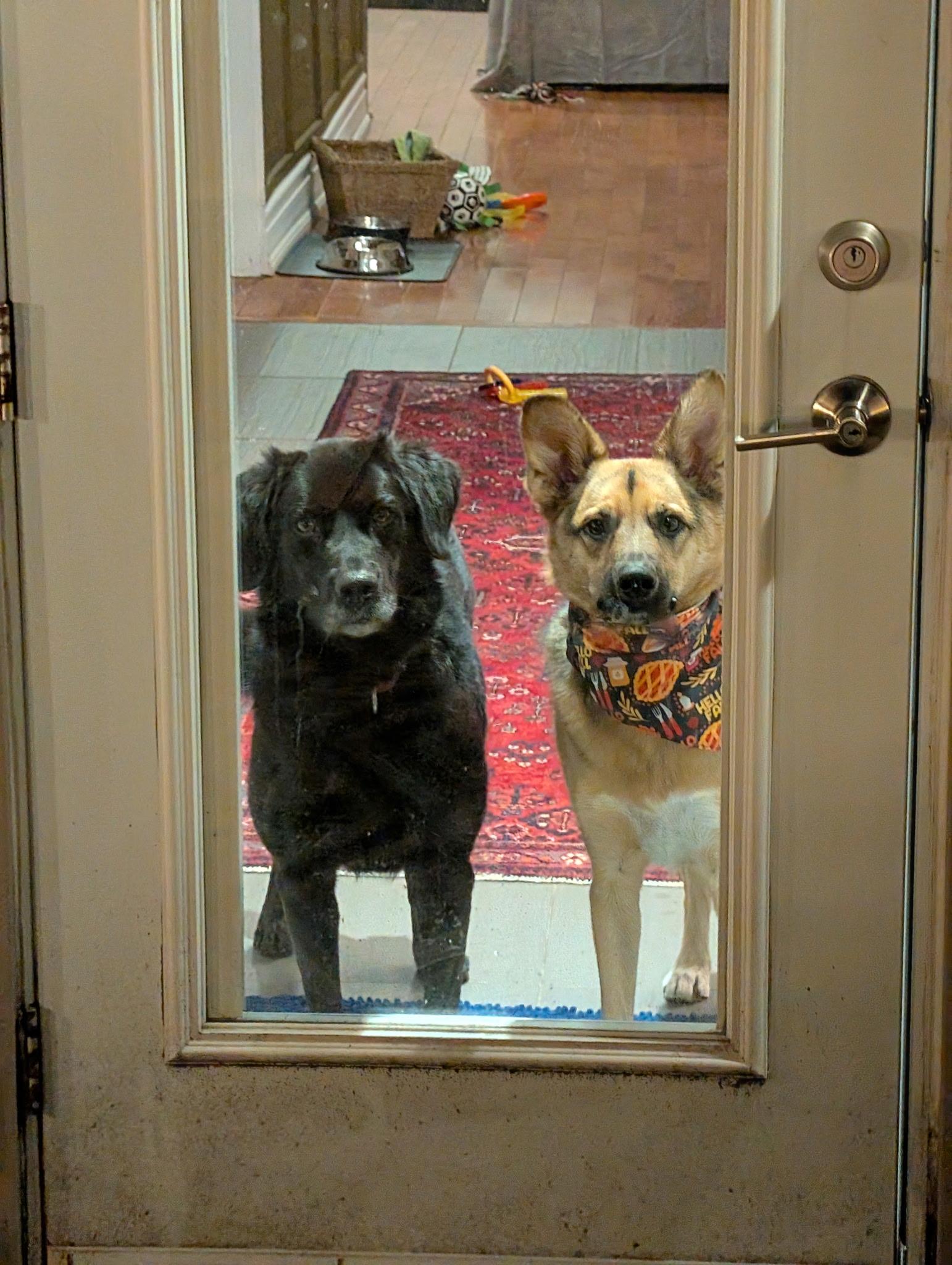 Enlarge Miya, an adopted mixed breed in Toronto, ON image 3/6