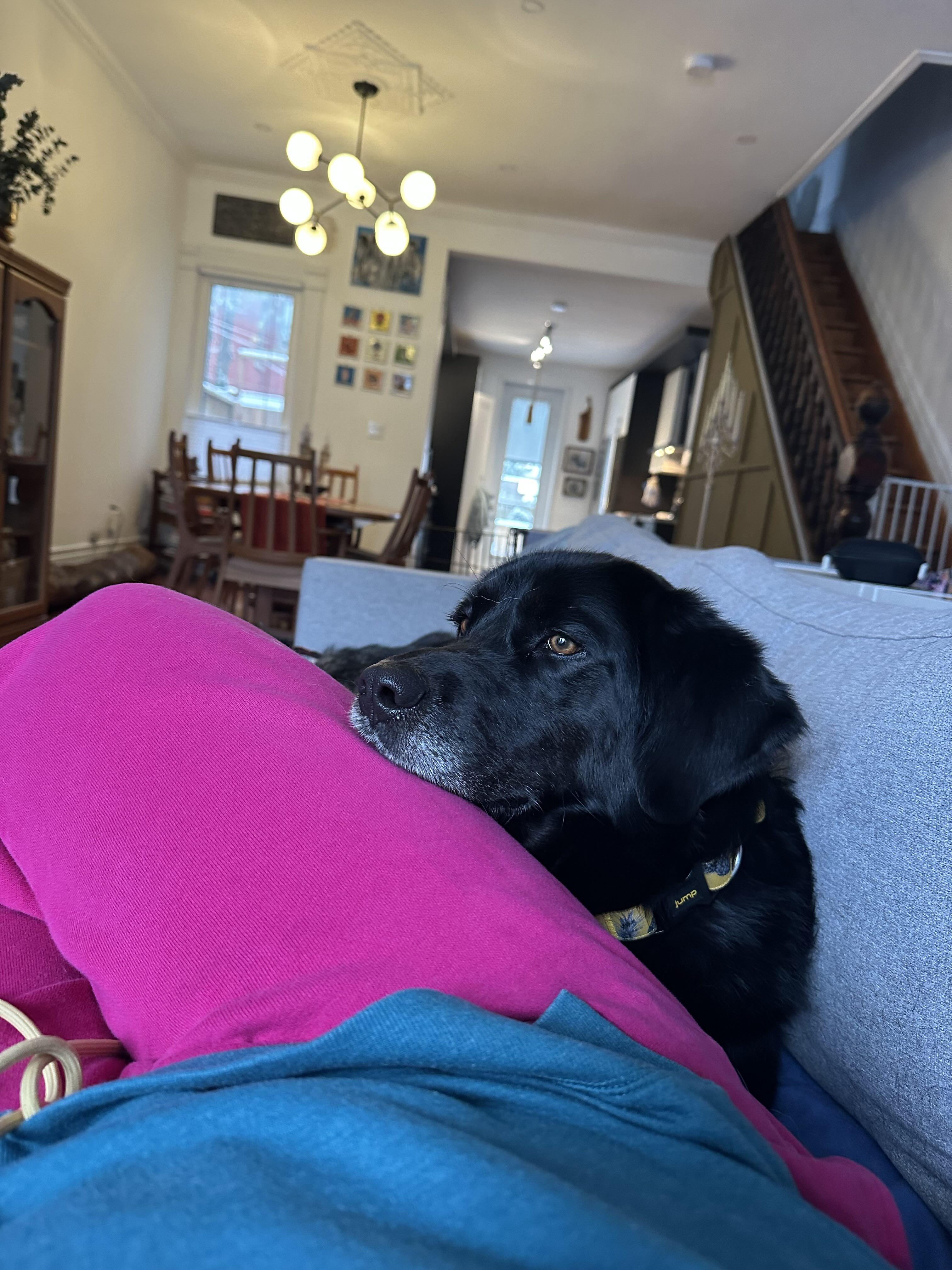 Enlarge Miya, an adopted mixed breed in Toronto, ON image 4/6