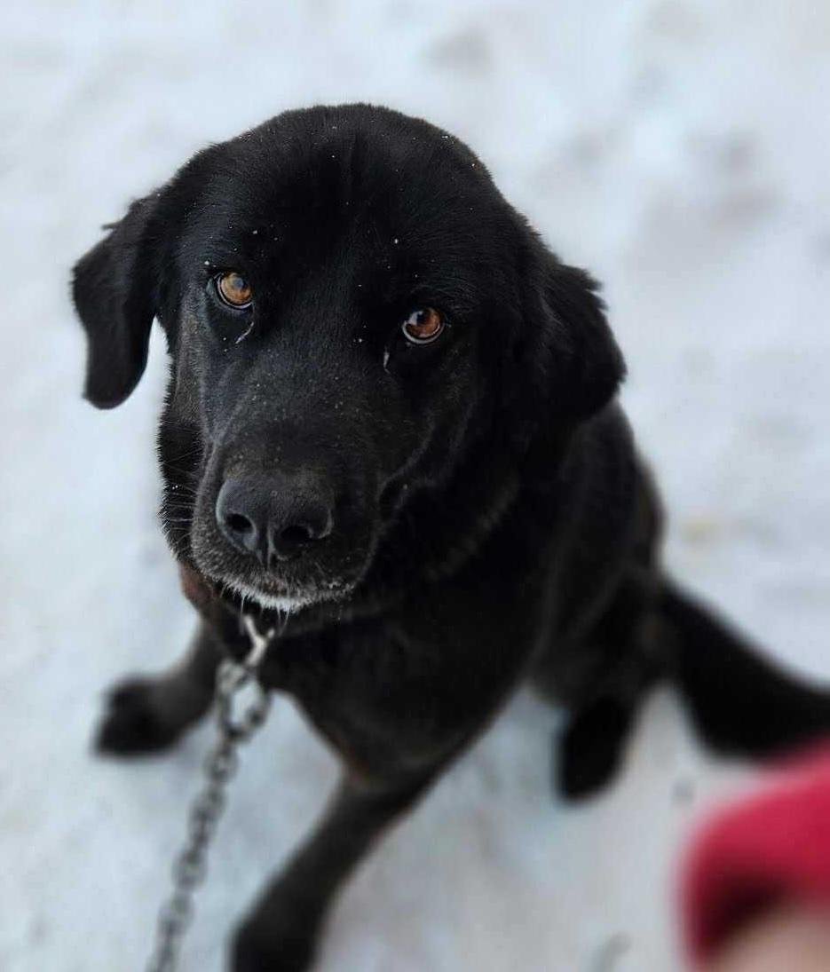 Enlarge Miya, an adopted mixed breed in Toronto, ON image 5/6