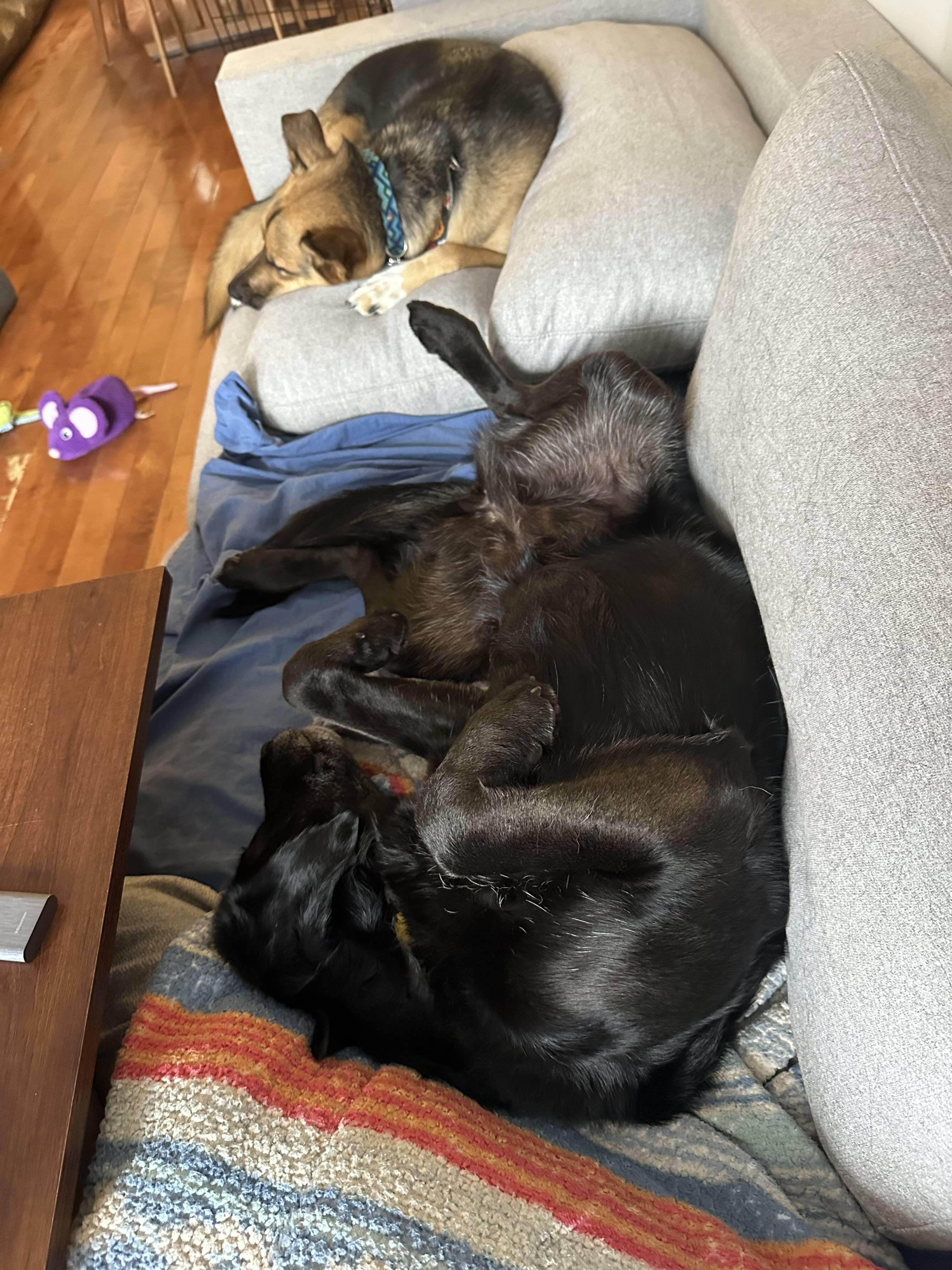 Enlarge Miya, an adopted mixed breed in Toronto, ON image 6/6