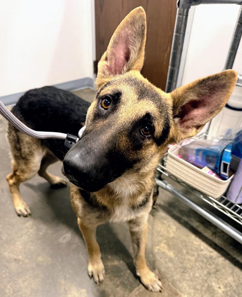 Bark Vadar, Adoptable, Young Male German Shepherd Dog.