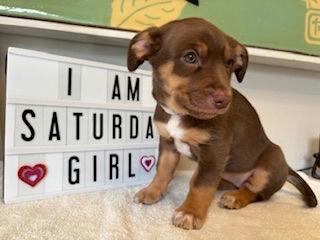 Saturday - Miranda Pup, adoptable, Puppy Female Terrier.