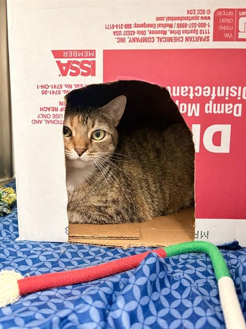 FIG, Adoptable, Young Female Domestic Short Hair.