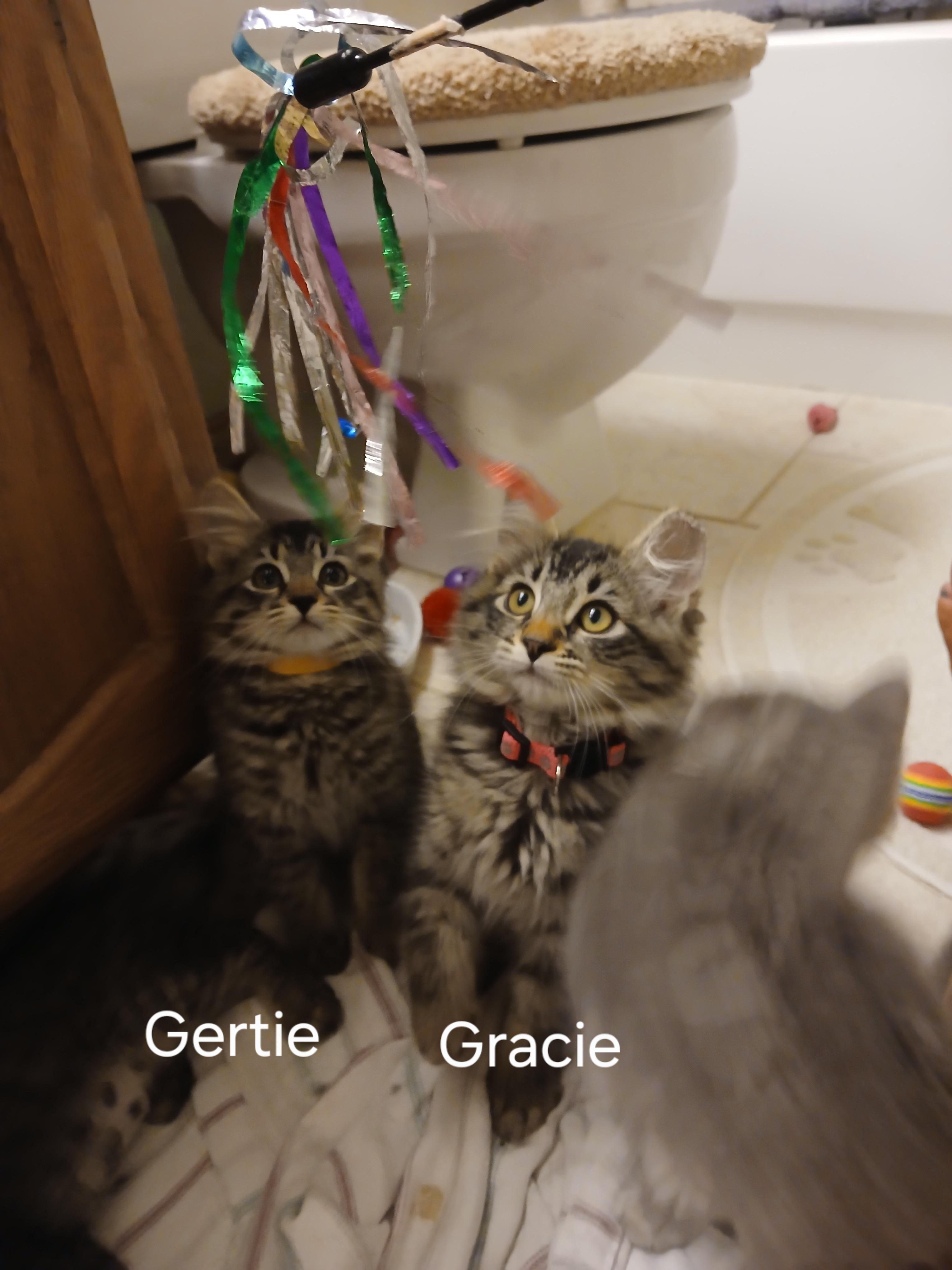 Gracie, an adopted Domestic Medium Hair in Elk Grove, CA image 3/3