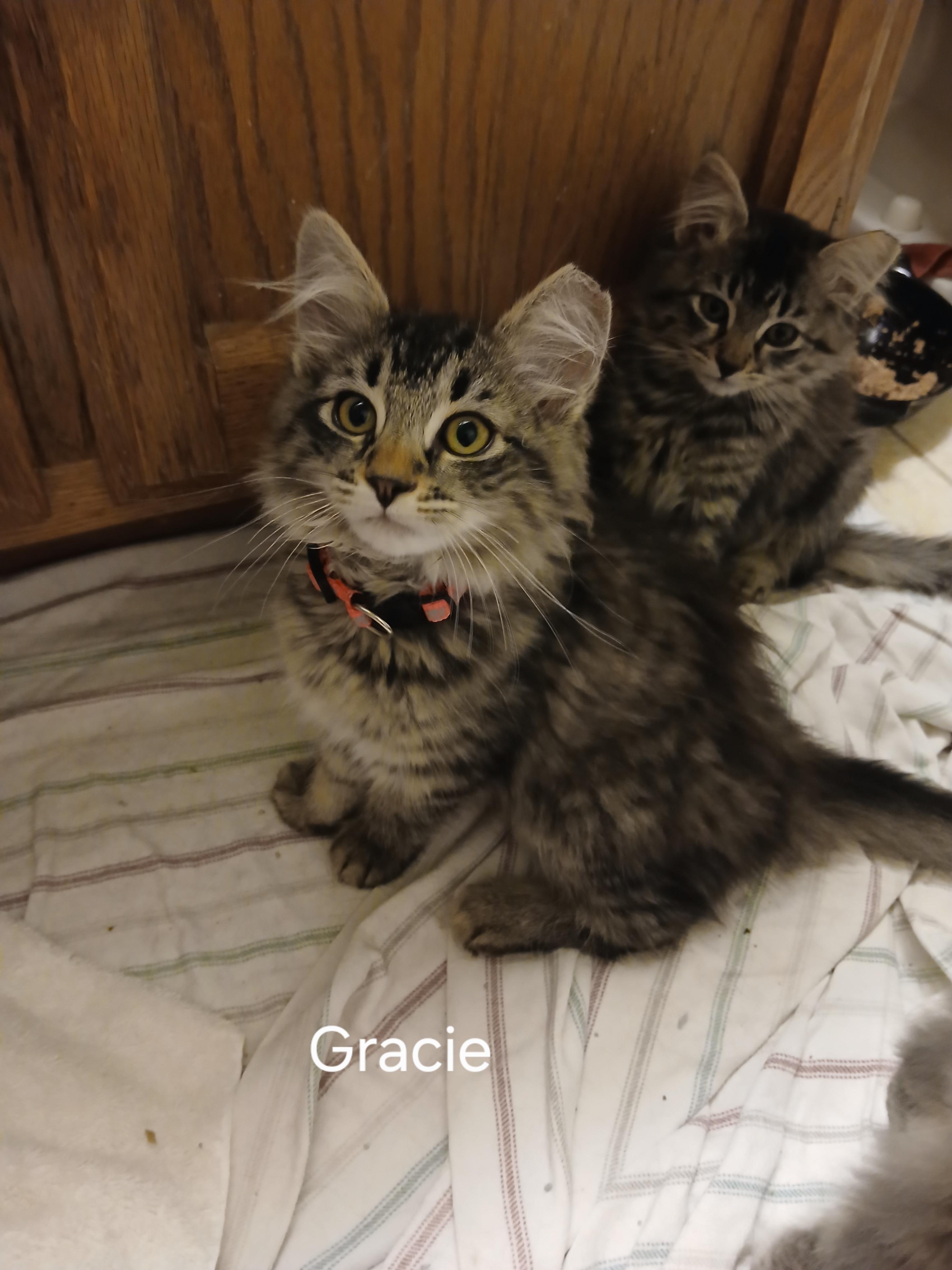 Gracie, an adopted Domestic Medium Hair in Elk Grove, CA image 2/3