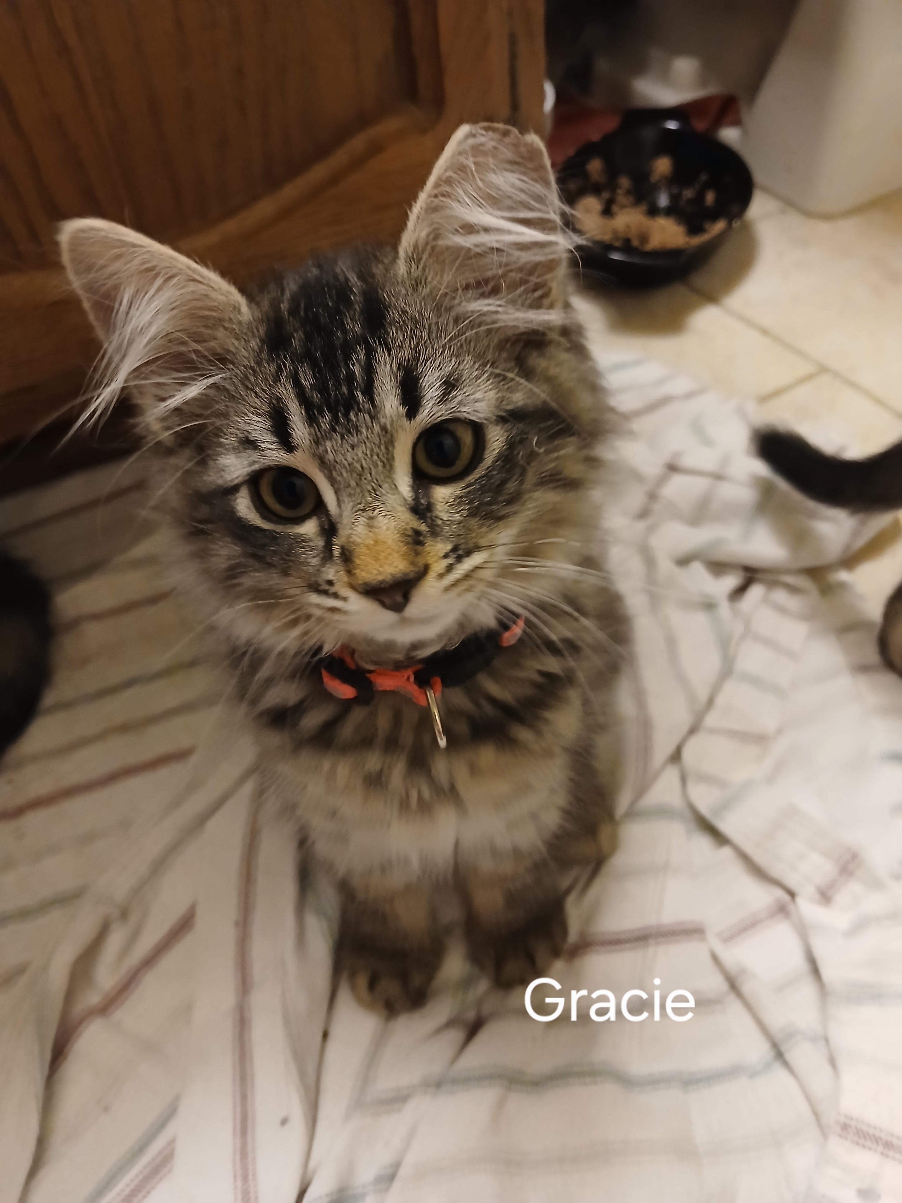 Gracie, adopted, Kitten Female Domestic Medium Hair.