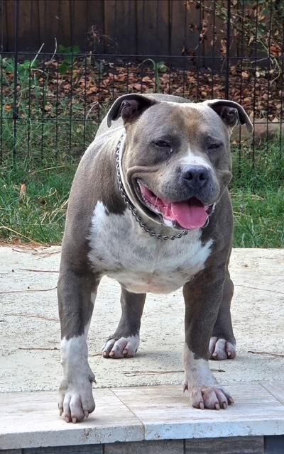 Enlarge Brody, a Adoptable mixed breed in Lincoln, NE image 2/4