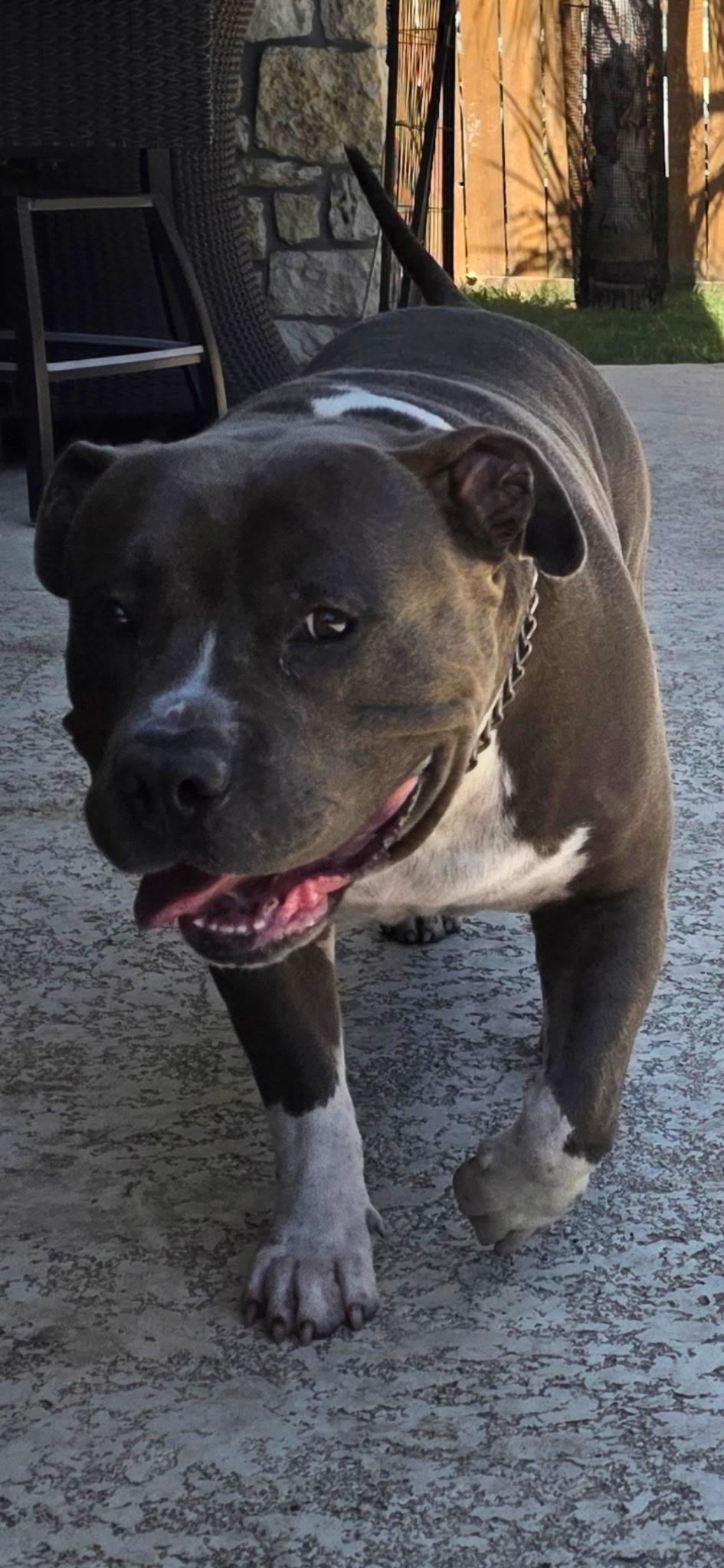 Enlarge Brody, a Adoptable mixed breed in Lincoln, NE image 4/4