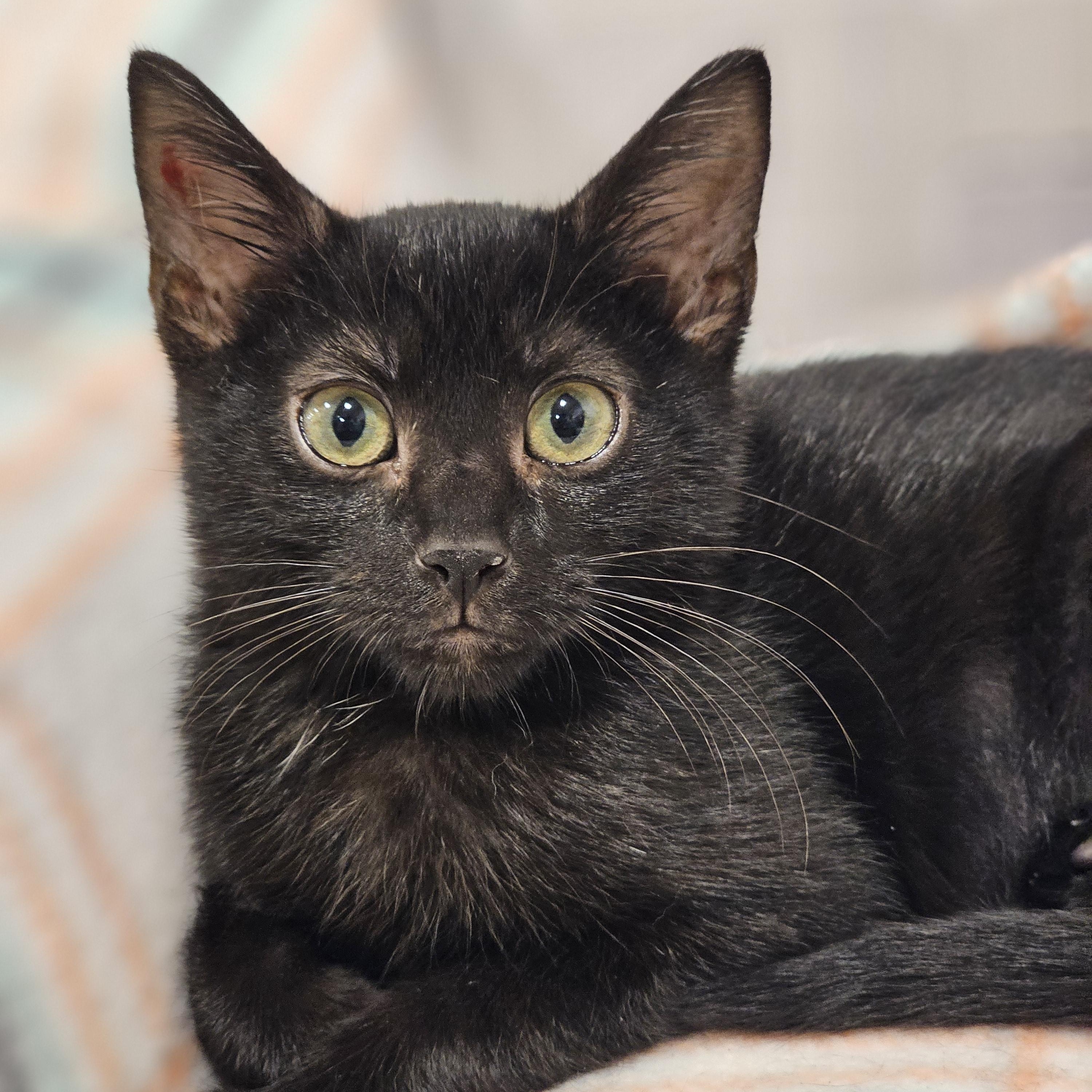 Piper, Young Female Domestic Short Hair