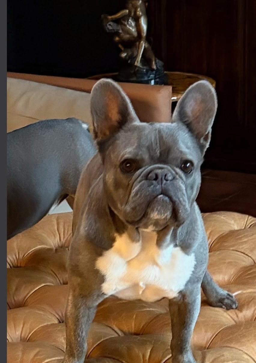Bubba, ADOPTABLE, Adult Male French Bulldog.