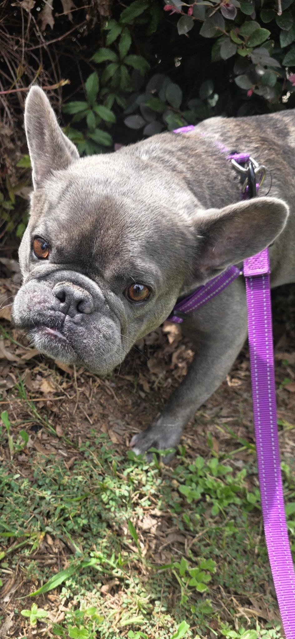 Enlarge Bubba, a ADOPTABLE French Bulldog in Mary Esther, FL image 2/2