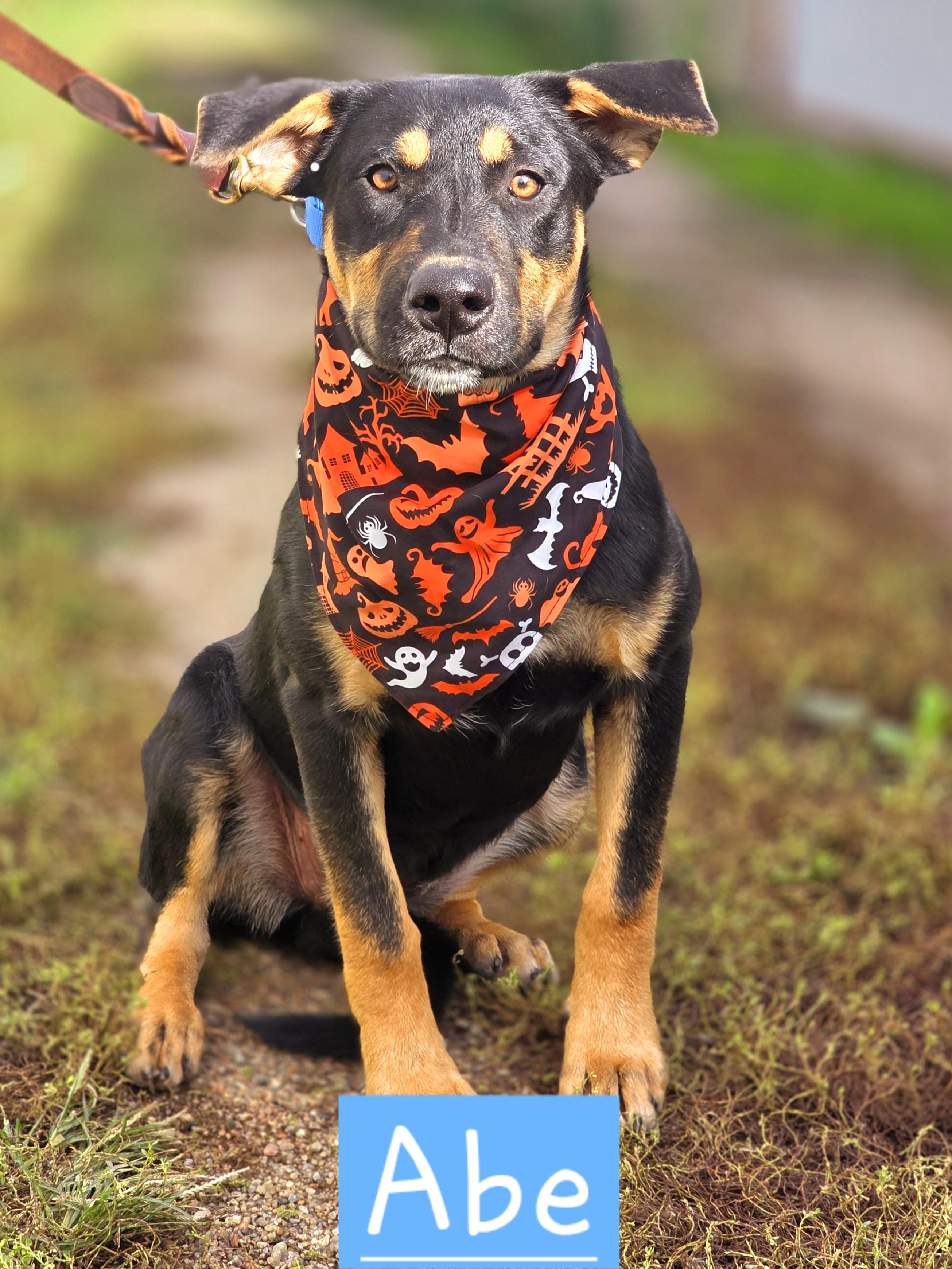 Abe, Adopted, Puppy Male German Shepherd Dog.