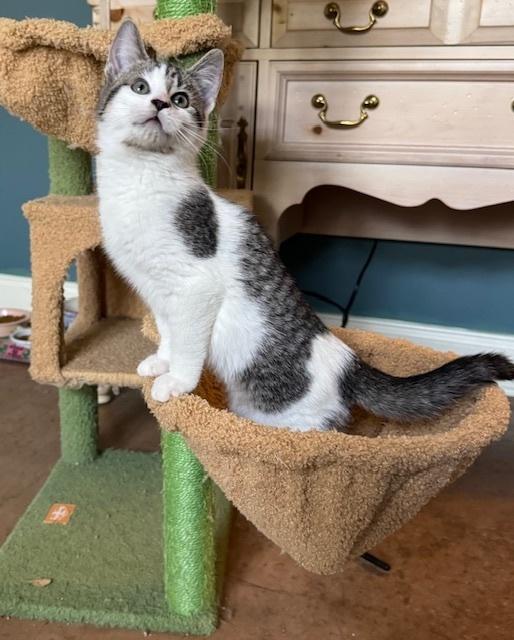 MEL, Adoptable, Young Male Domestic Short Hair & Tabby.