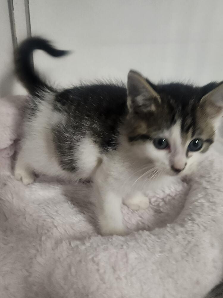 MEL, a Adoptable mixed breed in Lexington, TN image 2/2