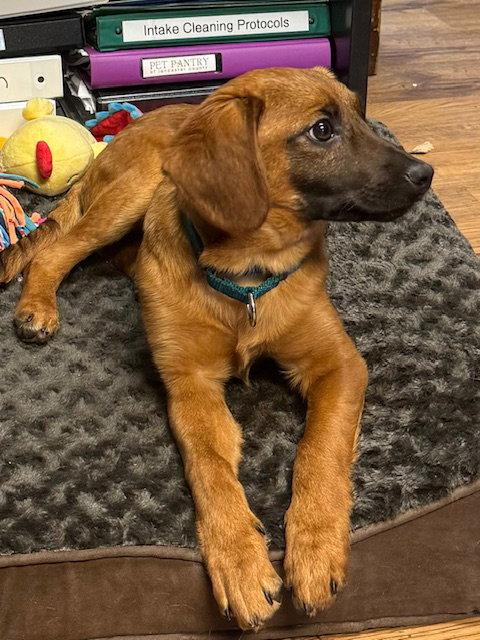 Enlarge Stetson, a Adoptable mixed breed in Lancaster, PA image 1/2