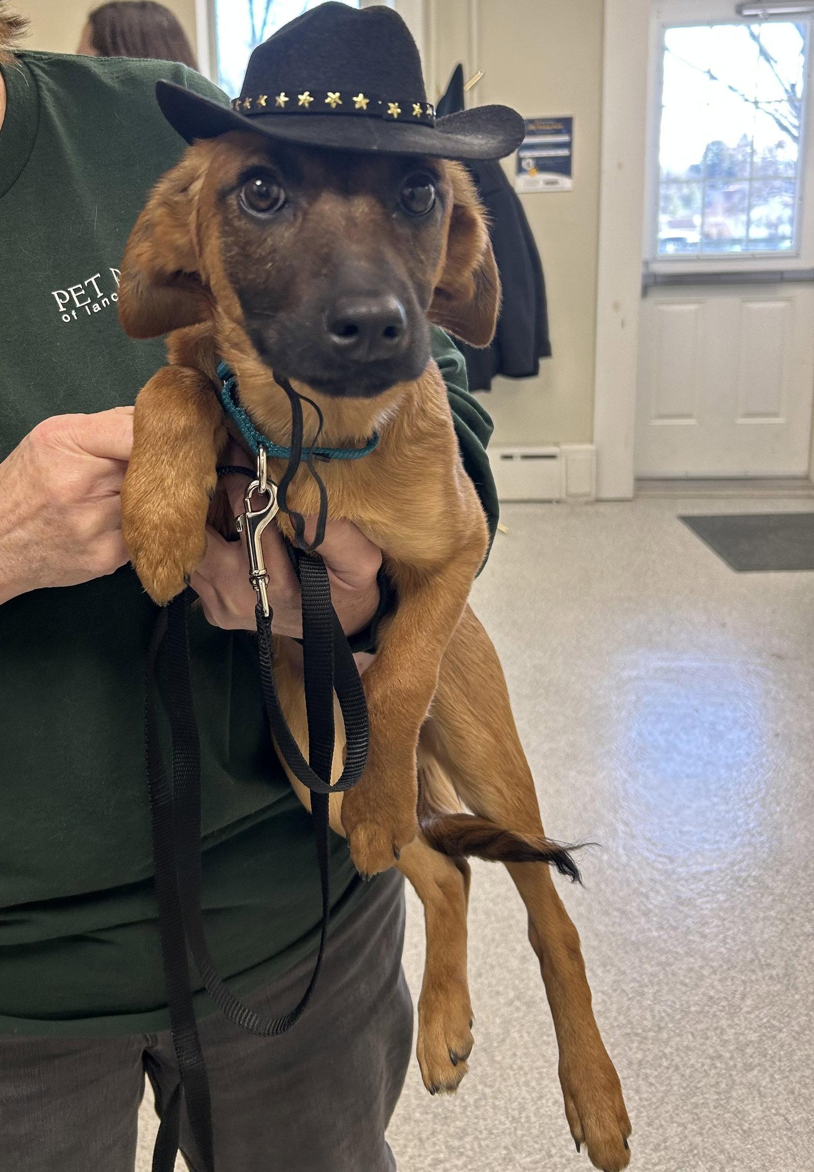 Enlarge Stetson, a Adoptable mixed breed in Lancaster, PA image 2/2