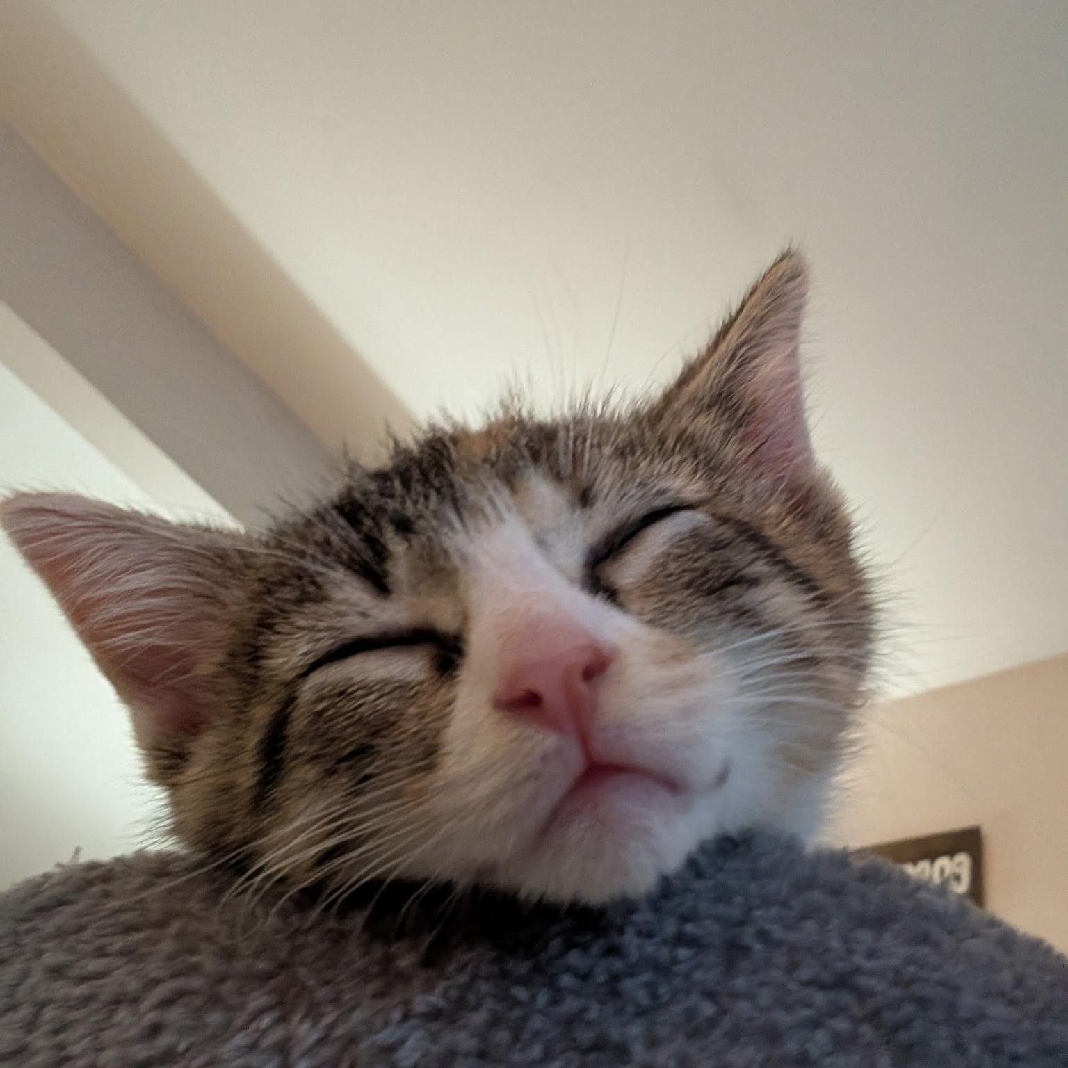 Cookie, a ADOPTABLE Domestic Short Hair in Bordentown, NJ image 1/3
