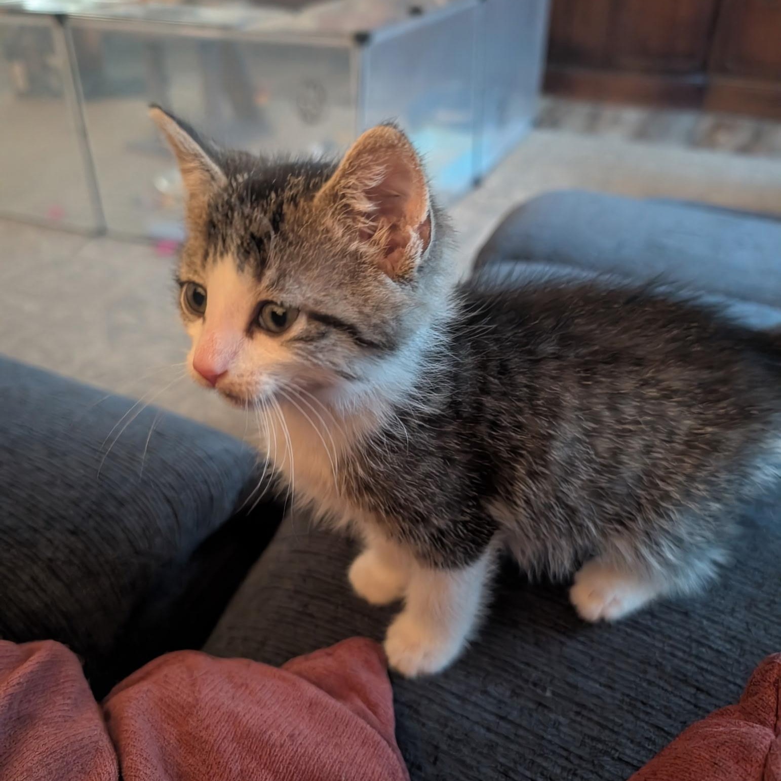Cookie, a ADOPTABLE Domestic Short Hair in Bordentown, NJ image 3/3