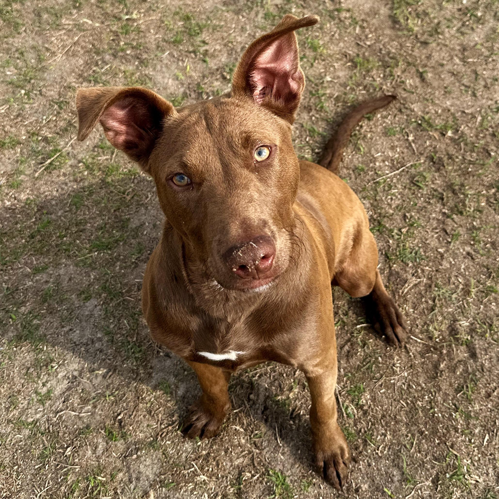 Rambo, ADOPTABLE, Puppy Male Labrador Retriever.