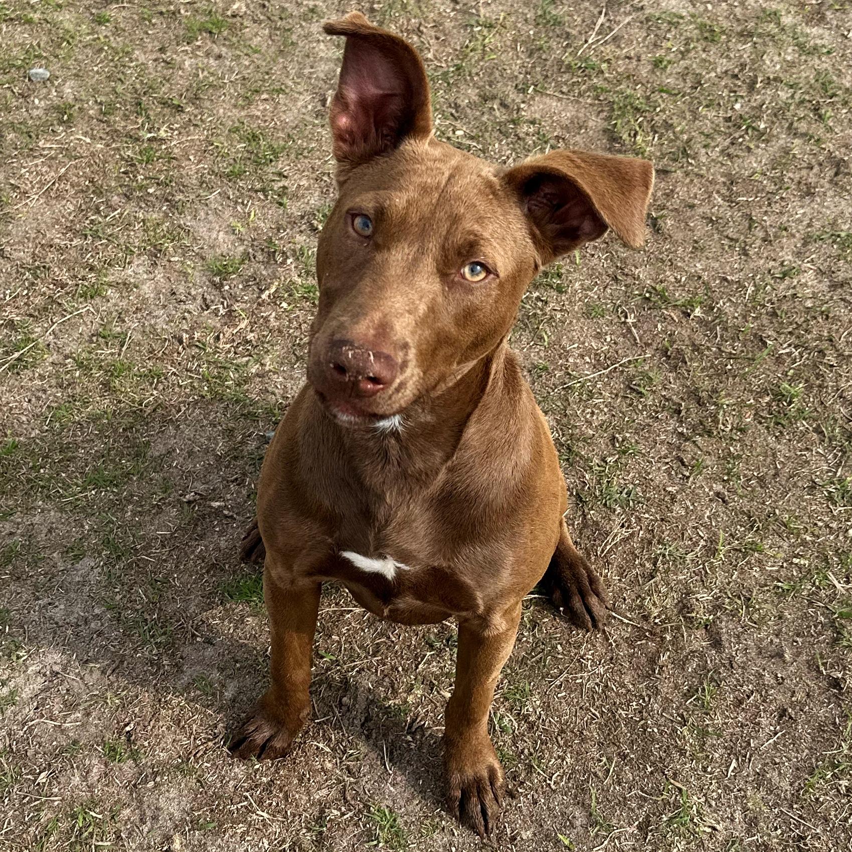 Rambo - Adoptable Pet | Petfinder | Petfinder