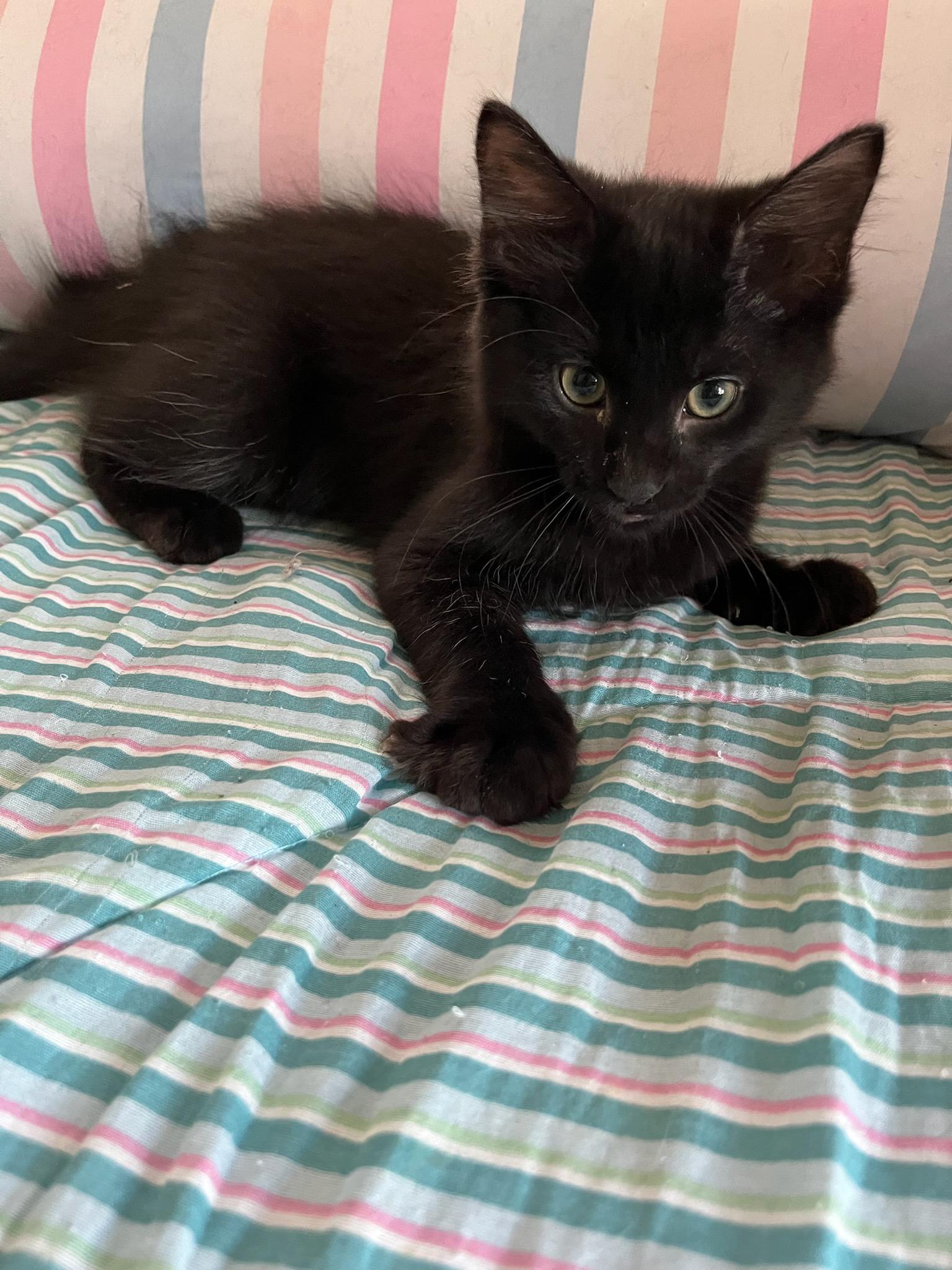 Raven, ADOPTABLE, Kitten Male Domestic Short Hair.