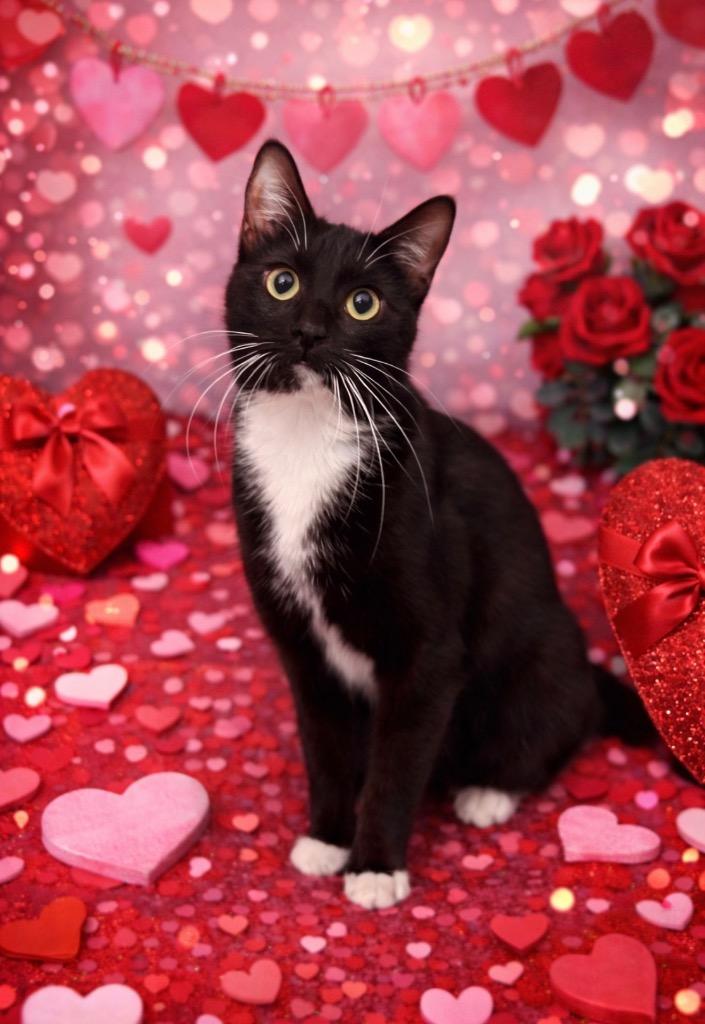 Cricket, Adoptable, Young Female Domestic Medium Hair.