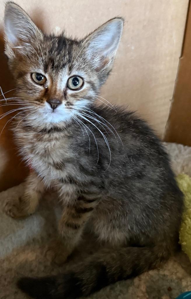 Mae, Adoptable, Kitten Female Domestic Short Hair.