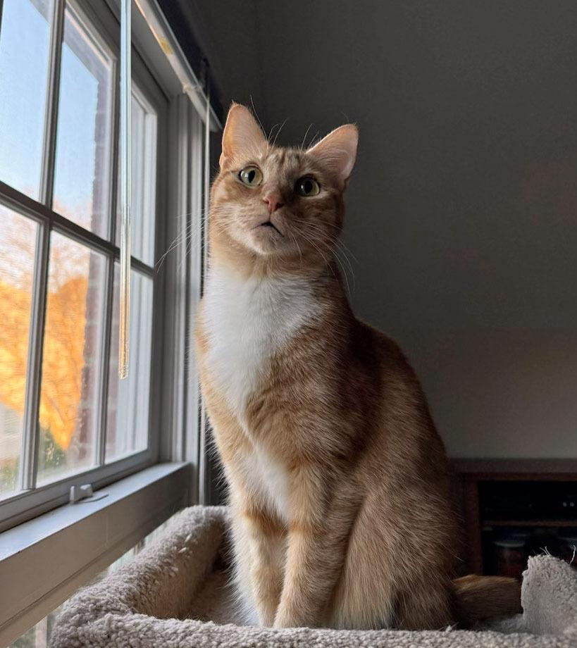 Enlarge Gaelin17FS, a Adoptable mixed breed in Youngsville, NC image 2/4