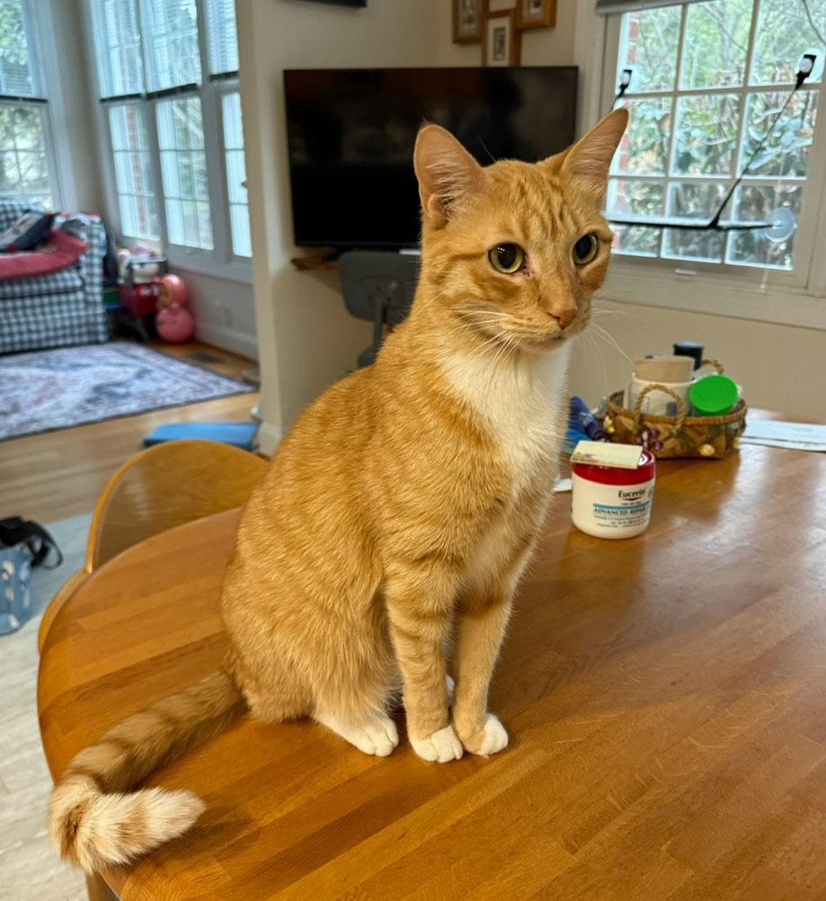 Enlarge Gaelin17FS, a Adoptable mixed breed in Youngsville, NC image 3/4