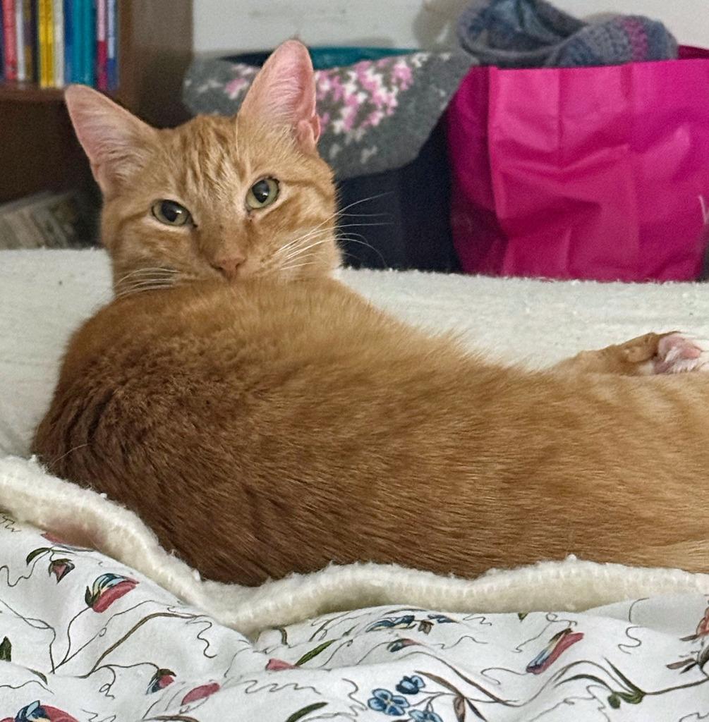 Enlarge Gaelin17FS, a Adoptable mixed breed in Youngsville, NC image 4/4